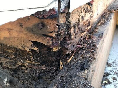 Professional basement mold remediation services in Emporia - Basement Mold Remediation Emporia